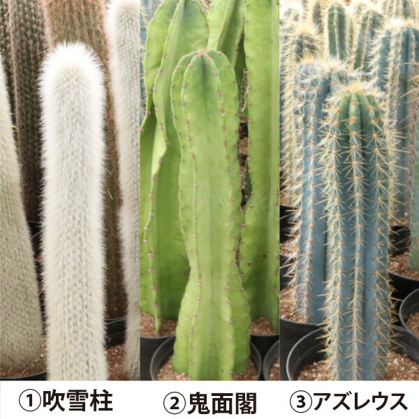 楽天市場】選べる3個セット！ 柱サボテン ショートタイプ（鉢下から