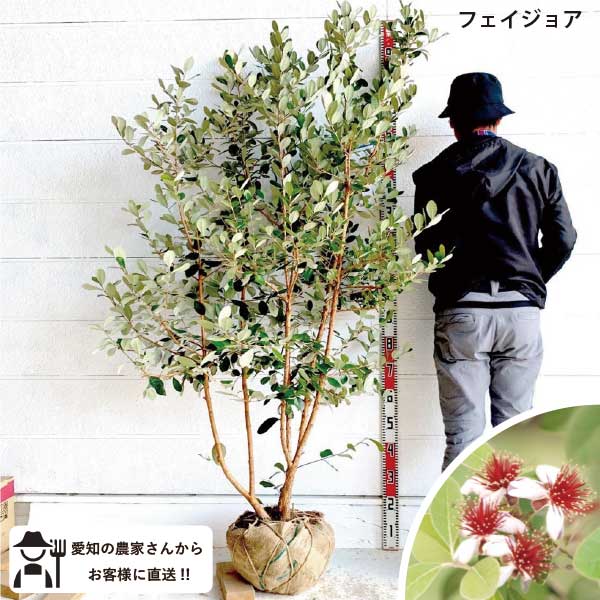 楽天市場】［生産者直送］フェイジョア 品種不明 根巻き苗 樹高約1.6m