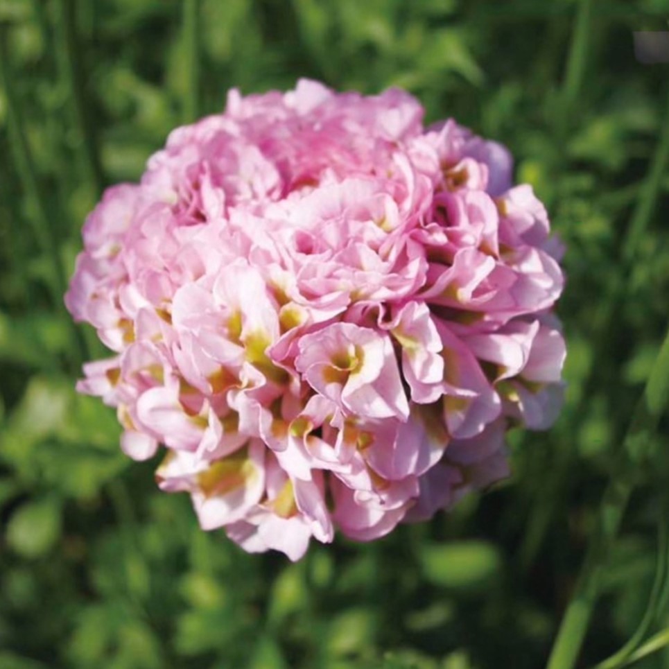 楽天市場】ラナンキュラス ポンポン ハーマイオニー 4〜5号ポット苗