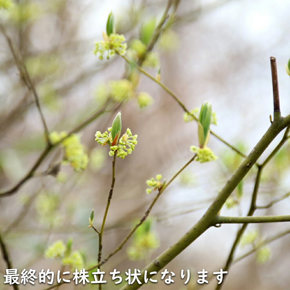 楽天市場】クロモジ 単木 1.5m 露地 苗木 : トオヤマグリーン