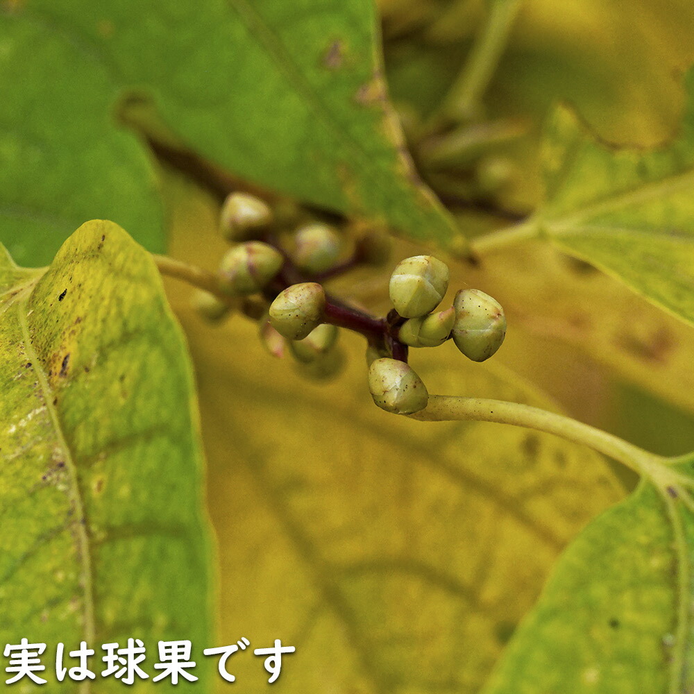 シロモジ【現品発送】管理80010 楽天市場】シロモジ 0.3m 10.5cmポット