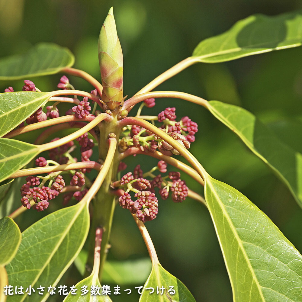 楽天市場】ユズリハ 2m 露地 2本 苗木 : トオヤマグリーン