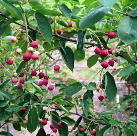 楽天市場】【現品発送】ジューンベリー 株立ち 樹高1.5m-1.9m(鉢底から