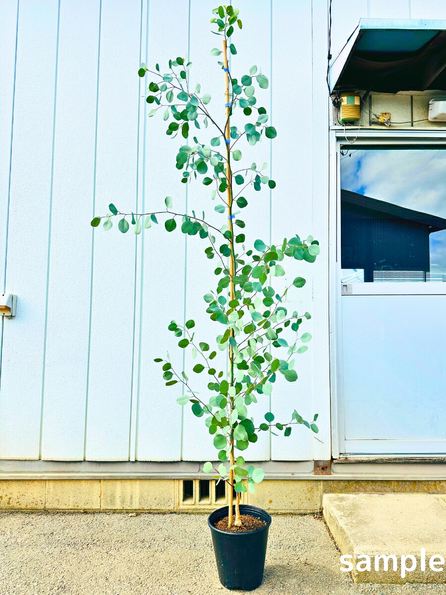 楽天市場】ユーカリポポラスの通販