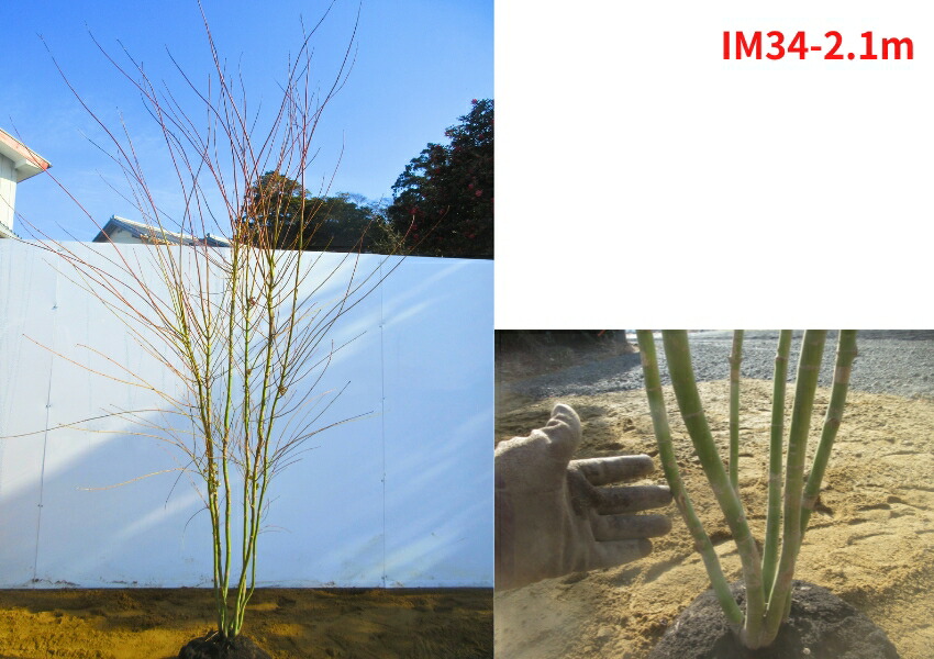 楽天市場】【現品発送】イロハモミジ 本株立ち 樹高2.0-2.2m(根鉢含ま