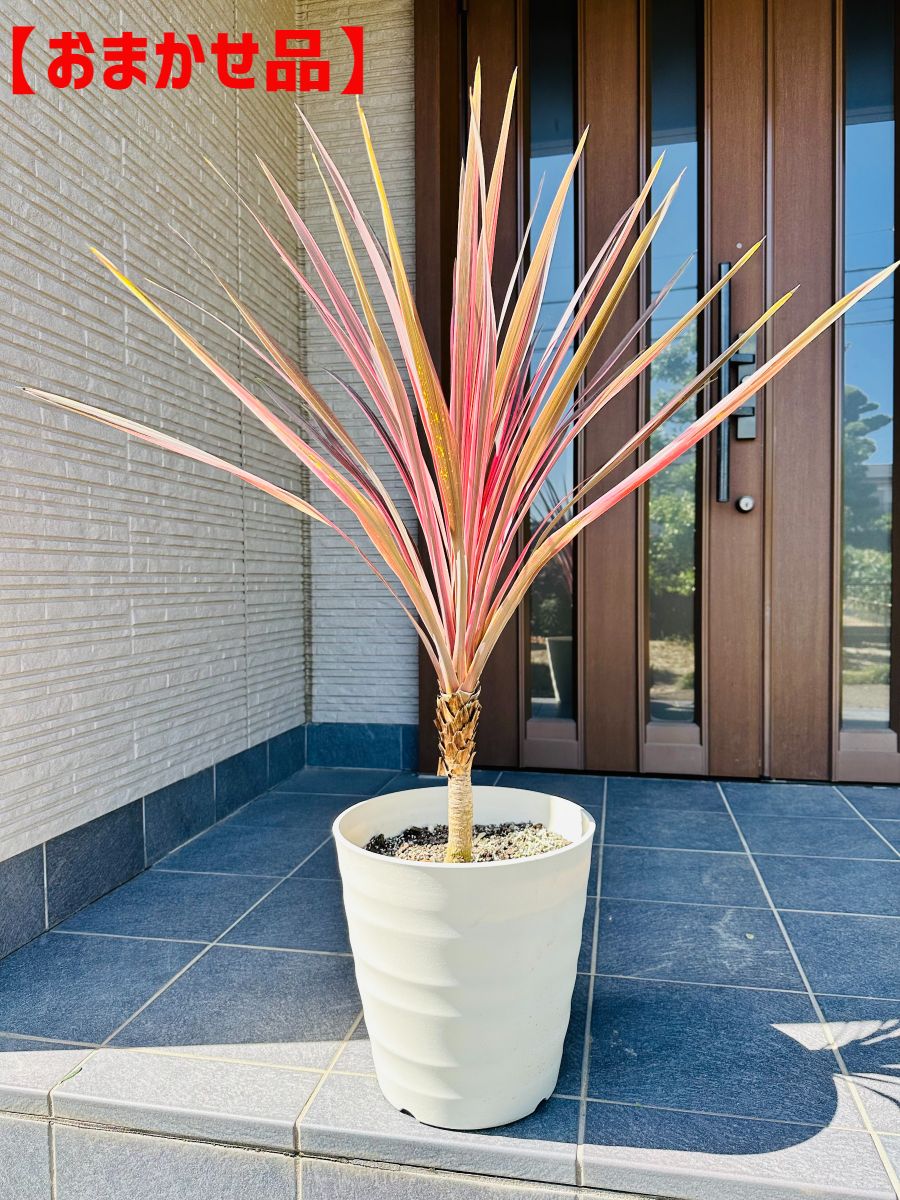 楽天市場】コルジリネ(コルディリネ) エレクトリックピンク 10号鉢樹高