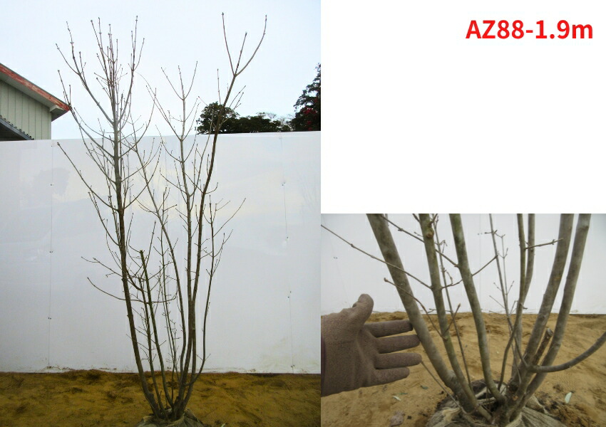 楽天市場】【現品発送】アオダモ 株立ち 樹高1.8-2.2m(根鉢含まず