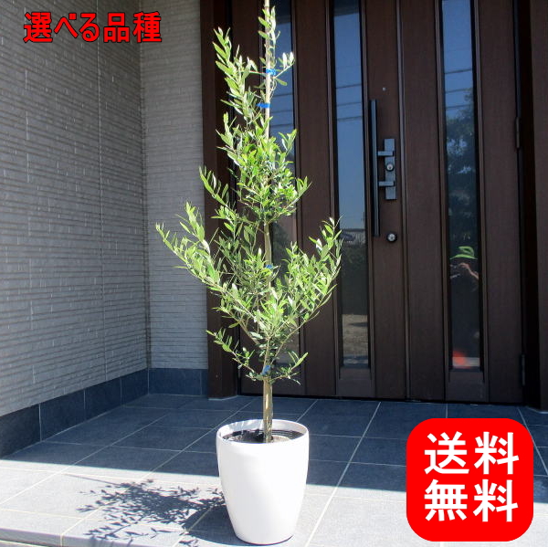 観葉植物 7号 オリーブ」の人気商品一覧 | 安い商品を通販サイトから