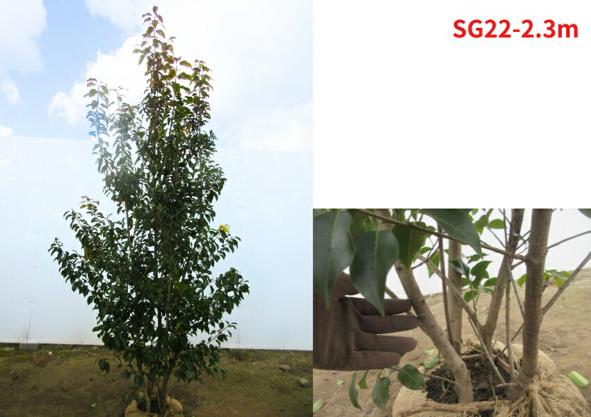 楽天市場】【現品発送】ソヨゴ メス株 株立ち 樹高2.3-2.4m(根鉢含まず