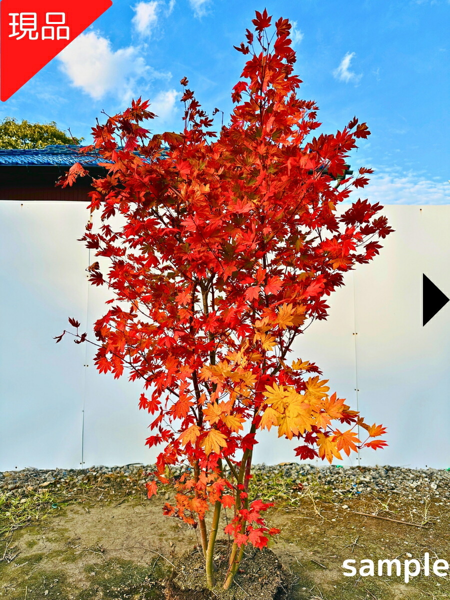 楽天市場】【現品発送】コハウチワカエデ 株立ち 樹高1.5-1.7m(根鉢
