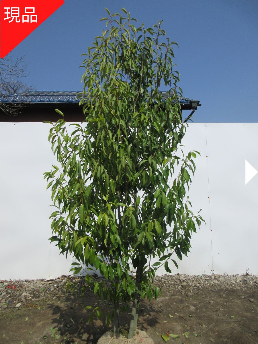 楽天市場】【現品発送】ナナミノキ(七実の木) 株立ち メス木含む 樹高