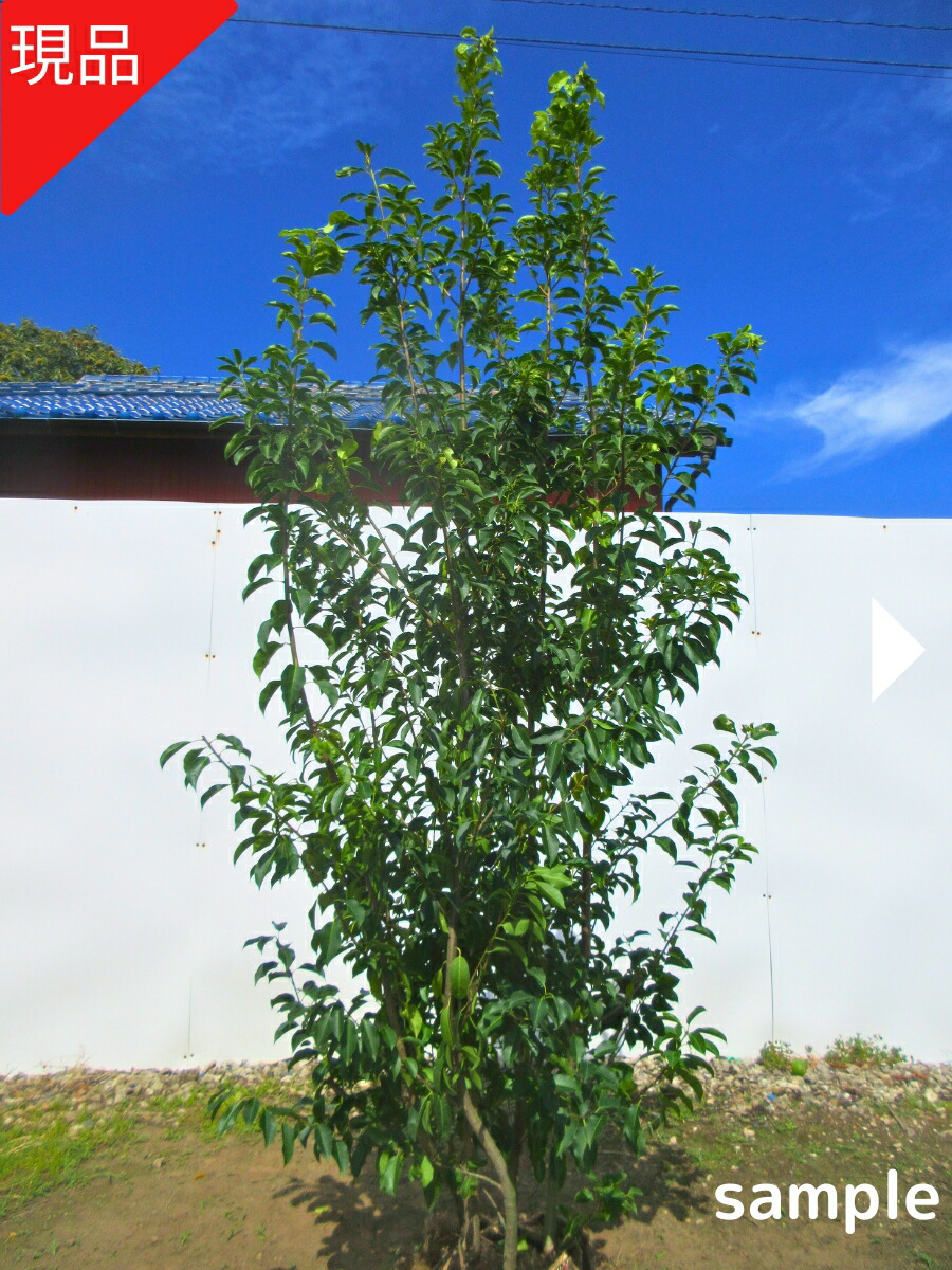 楽天市場】【現品発送】ソヨゴ 雌株 株立ち 樹高2.0-2.2m(根鉢含まず