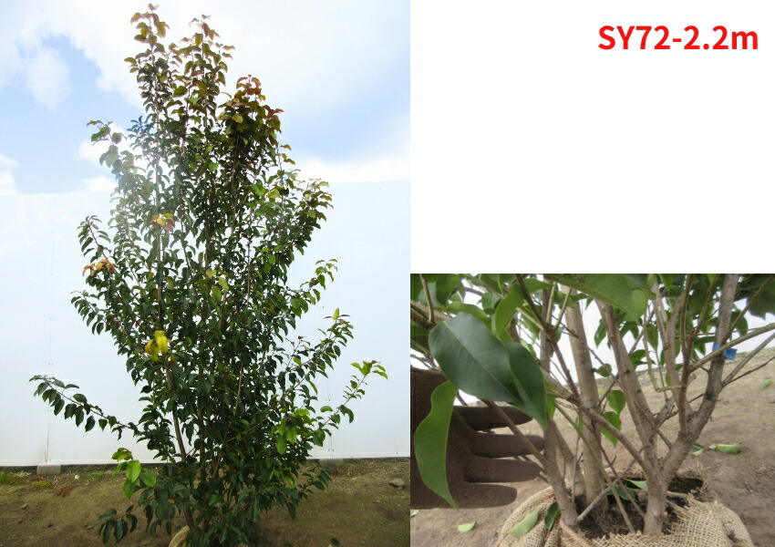 楽天市場】【現品発送】ソヨゴ 雌株 株立ち 樹高2.0-2.2m(根鉢含まず