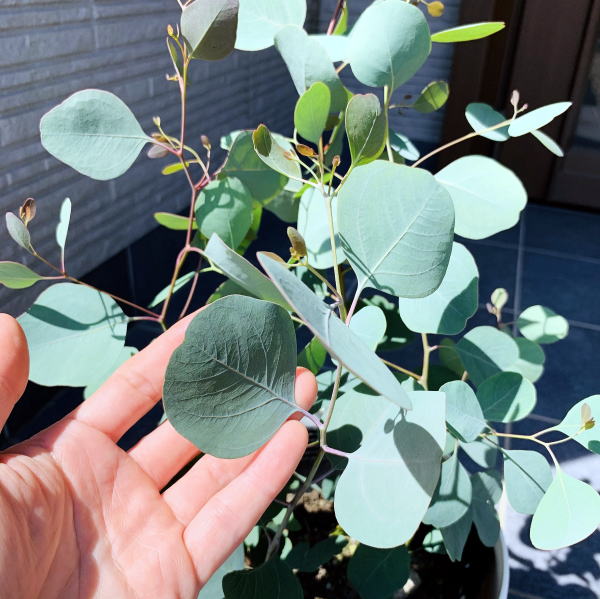 楽天市場】【現品発送】ユーカリ ポポラス 株立ち 樹高2.0-2.3m(根鉢