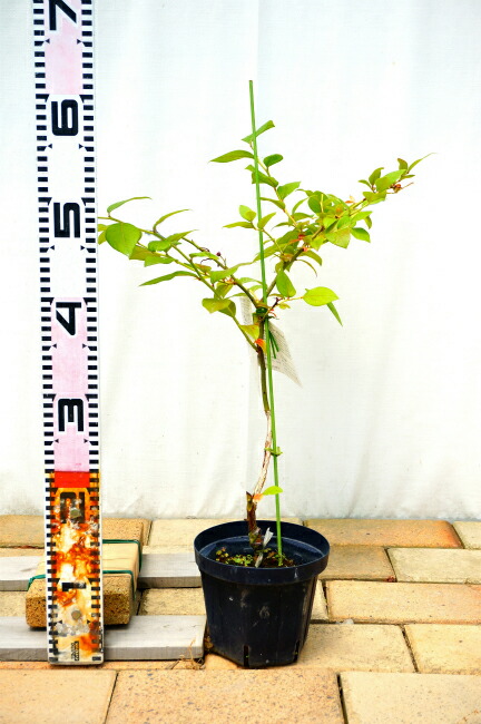 楽天市場】【マグノリア】 サザンハイブッシュ系 2年生接木苗