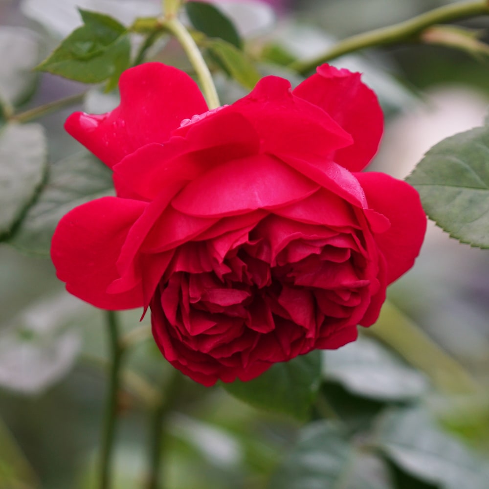 楽天市場】四季咲きバラ苗 【トーマス・エイ・ベケット】 2年生大苗