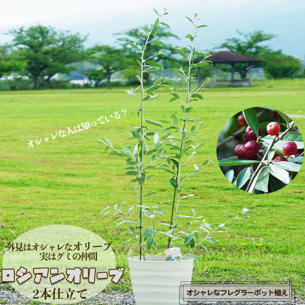 楽天市場】ロシアンオリーブ 2本仕立て 鉢植え 【大型宅配便】 北海道