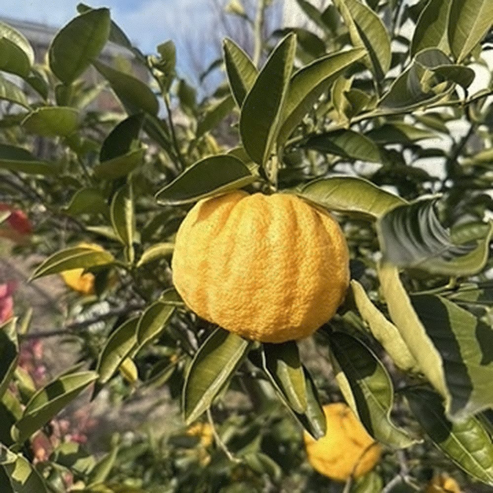 楽天市場】柚子 苗木 【獅子柚子 （鬼柚子）】 3年生接木大苗 シシユズ