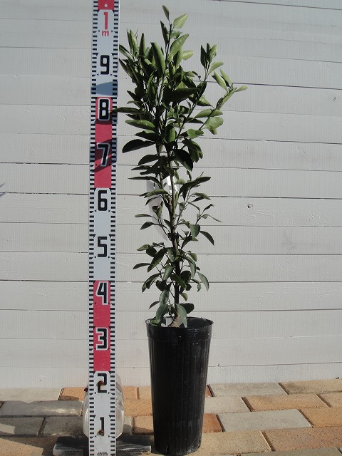 楽天市場】みかん 苗木 【はるか】 2年生接木苗 登録品種・品種登録