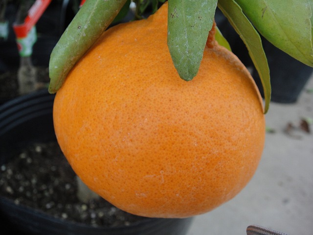 麗紅 3年生 苗木 登録品種 実つき！ 楽天市場】みかん 苗木 【麗紅