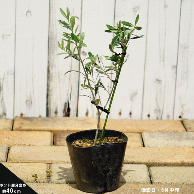 楽天市場】【ホワイト】 オリーブの木 2年生 5号ポット苗 挿し木