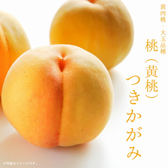 楽天市場】桃 苗木 【つきかがみ】 黄桃 2年生接木苗 7号ロング