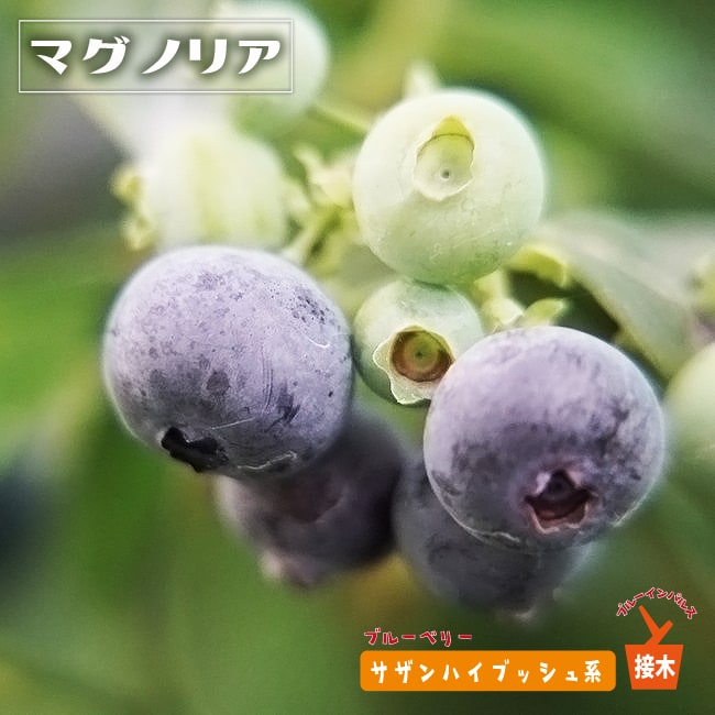 楽天市場】【マグノリア】 サザンハイブッシュ系 2年生接木苗