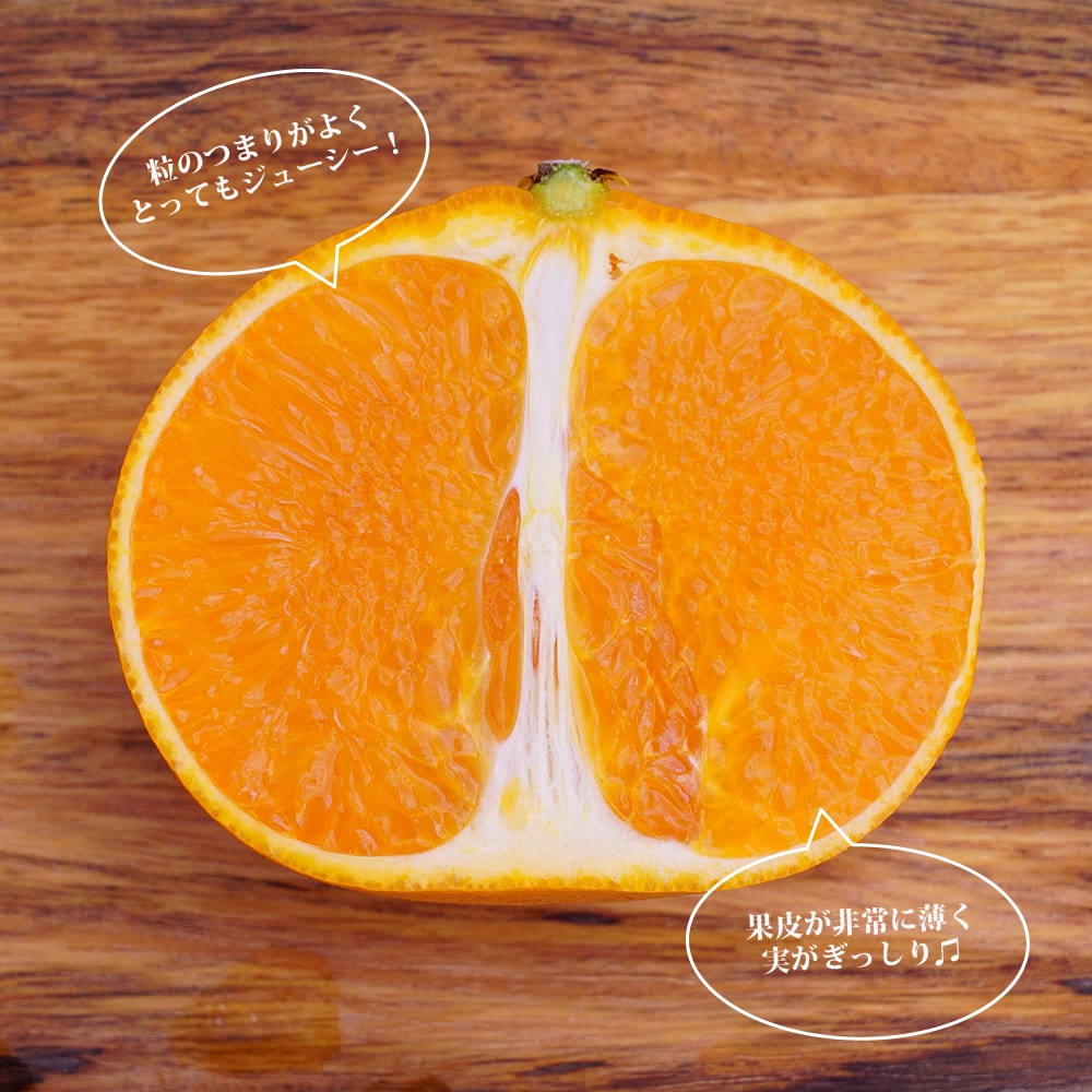 楽天市場】【せとか】 みかん 3年生接木大苗 【産地で剪定済 1.0m苗