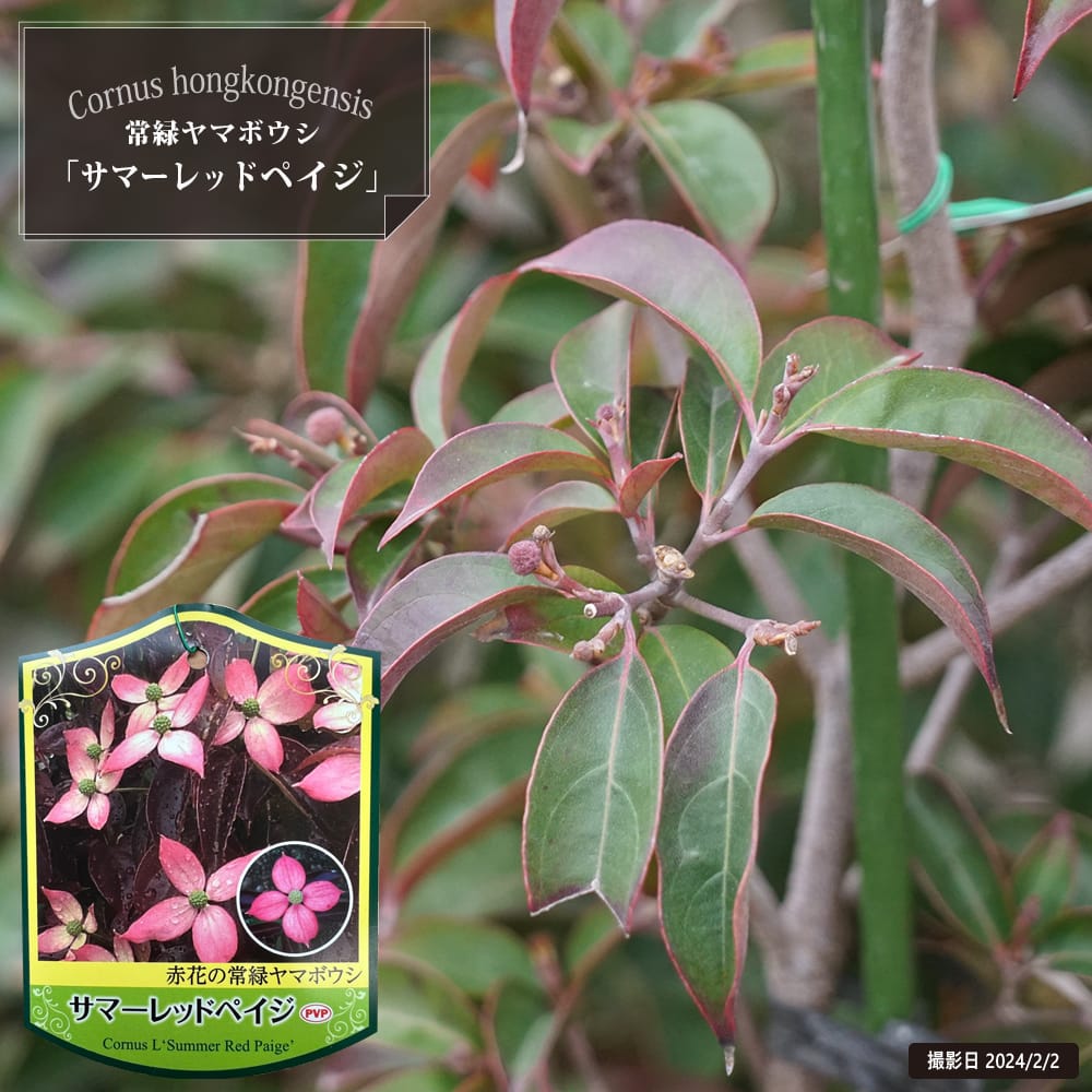 楽天市場】常緑ヤマボウシ 【サマーレッドペイジ】 根巻き大苗 PVP