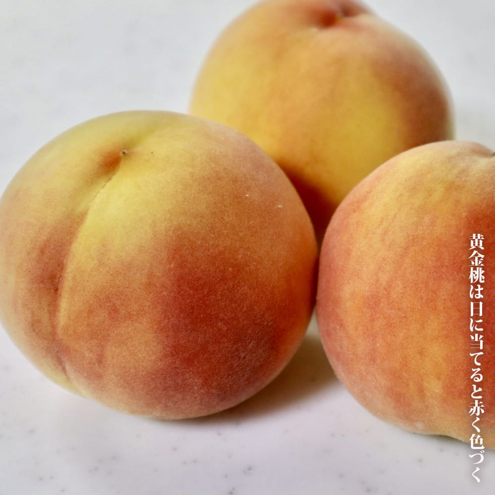 楽天市場】桃 苗木 【黄金桃】 黄桃 2年生接木苗 7号ロングスリット