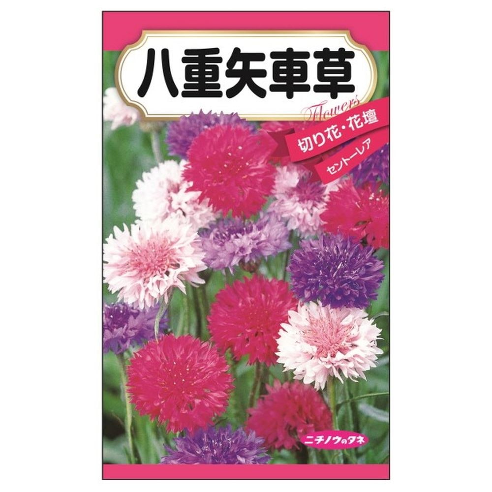 楽天市場】【八重矢車草】 種・小袋 （1ml） 固定種 : 苗木部 by 花