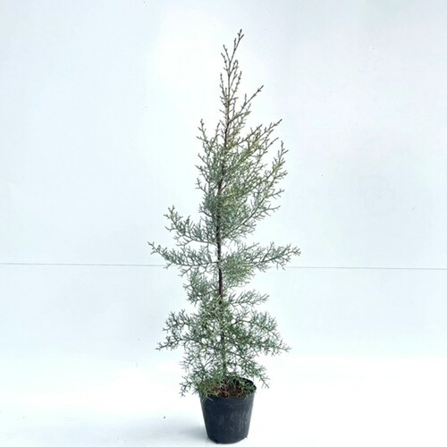 コニファー ブルーアイス」の人気商品一覧 | 安い商品を通販サイトから