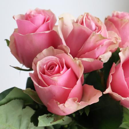 楽天市場】【生花】ケニアローズ セレブ （ピンク） 50cm〜 【早締切