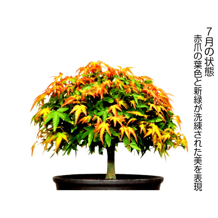 楽天市場】盆栽 もみじ 希少 清姫もみじ 箒造り 日時指定可 樹齢7年