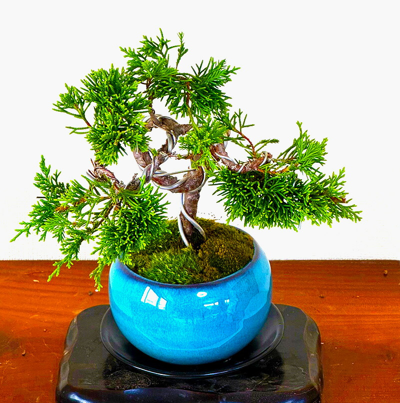 楽天市場】盆栽 真柏 糸魚川真柏 挿し木 模様木 捻転幹 選べる鉢色3,5