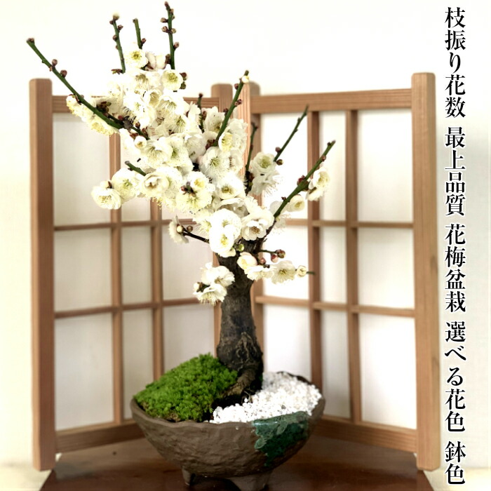 楽天市場】盆栽 梅 白梅 紅梅 紅白梅 たくさんの蕾 樹齢5年 太幹の梅