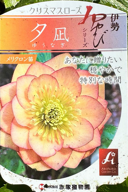 楽天市場】クリスマスローズ 【夕凪 （ゆうなぎ）】 ポット苗 宿根草