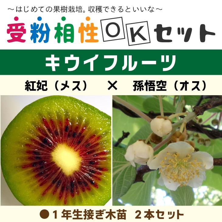 楽天市場】キウイ 苗木 【キウイ2品種 受粉相性OKセット 紅妃 × 孫悟空