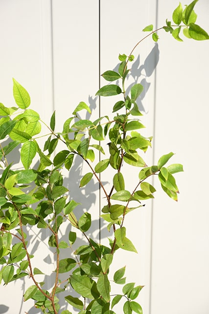 楽天市場】ジャボチカバ 苗 【四季成り 大実 ジャボチカバ】 ポット苗