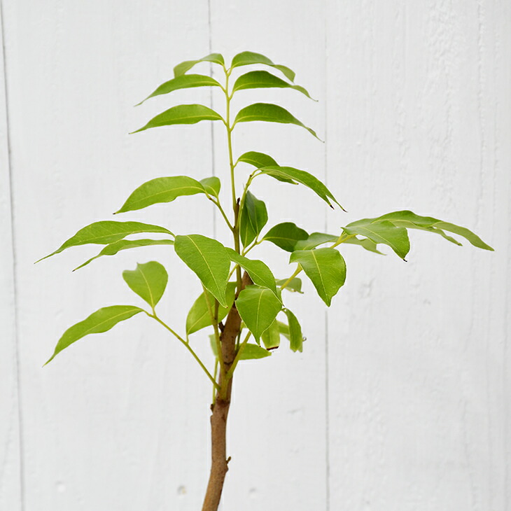 楽天市場】ライチ 苗 【玉荷苞 （ぎょくかほう）】取り木苗 レイシ