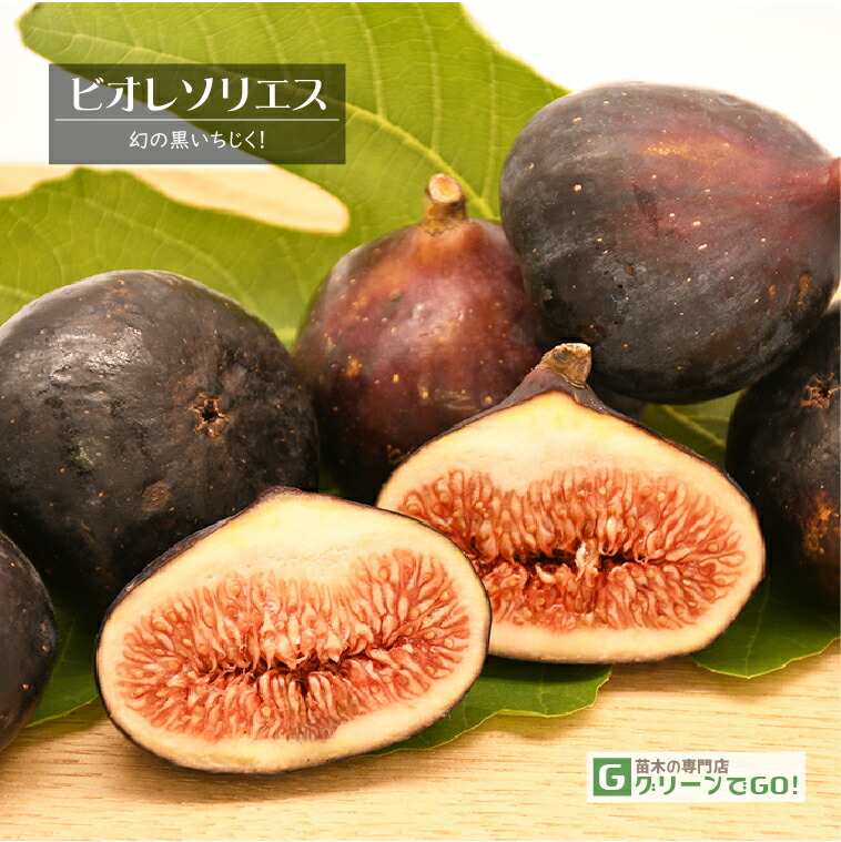 楽天市場】イチジク 苗 【ビオレソリエス】 （キバル台） A級 接ぎ木苗