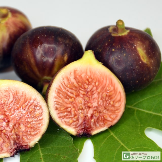 楽天市場】イチジク 苗 【ロンドボーデックス】 1年生 挿し木 ポット苗