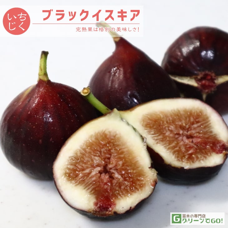 楽天市場】イチジク 苗 【ブラックイスキア】 1年生 挿し木 ポット苗