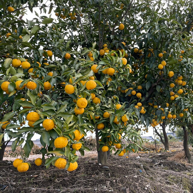 楽天市場】ゆず 苗 【花柚子 （ハナユズ）】 3年生 接ぎ木 約1.0m 大苗