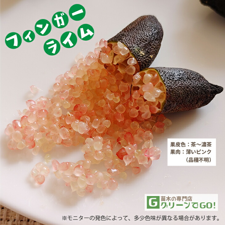 楽天市場】◇送料無料◇ フィンガー ライム 苗 【フィンガーライム