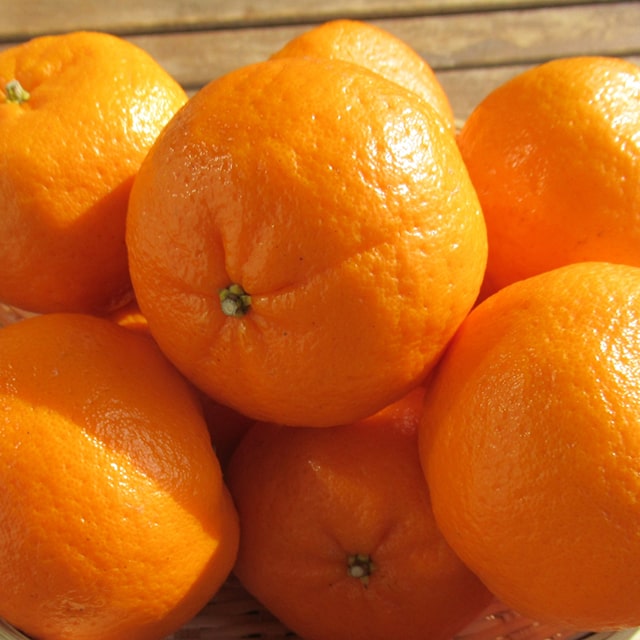 楽天市場】オレンジ 苗木 【薩州ポンカン】 1年生 接ぎ木苗 さっしゅう