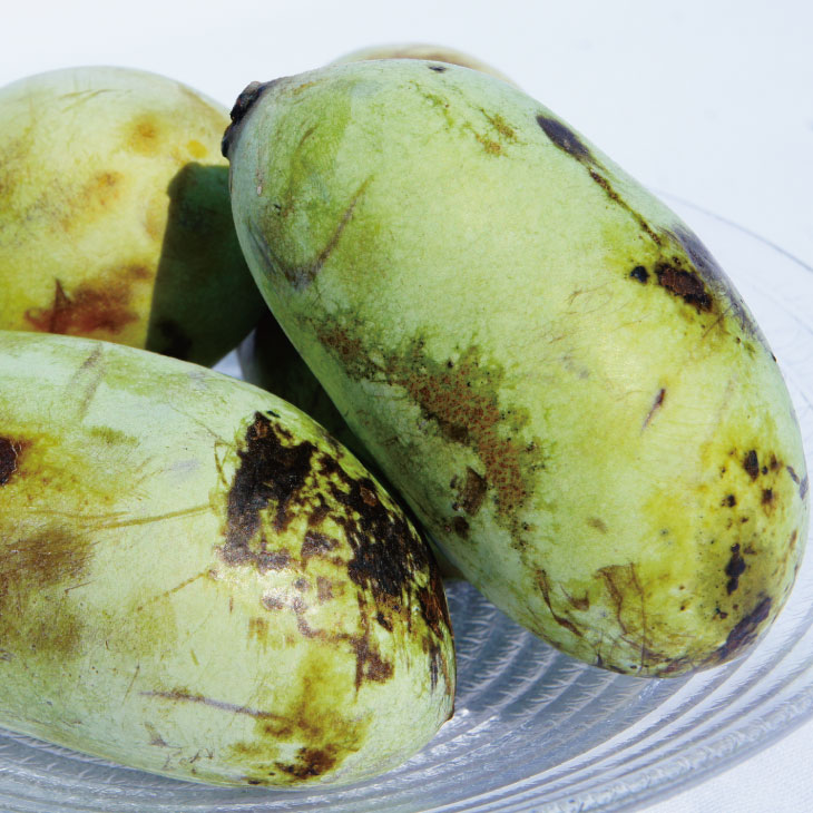 楽天市場】ポポー苗木 【マンゴー】 接ぎ木苗 ポーポー 珍果 苗 果樹