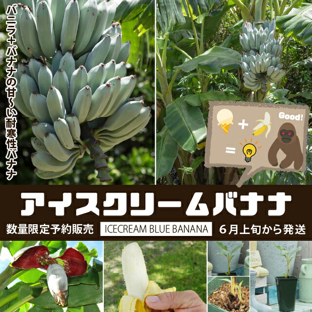 楽天市場】バナナ 苗 【アイスクリームバナナ】 1年生 ポット苗 ブルー