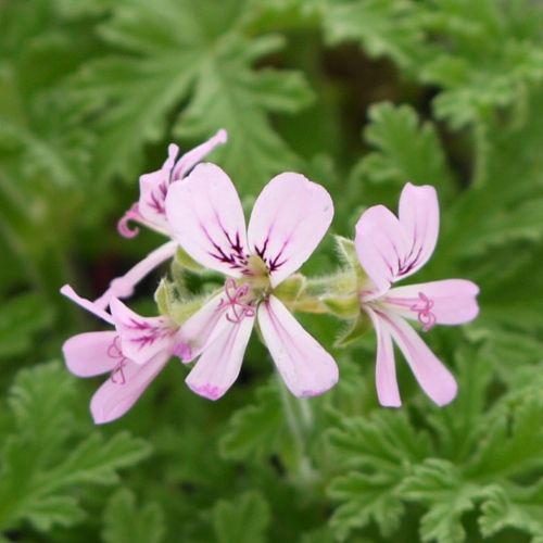 ゼラニウム」の人気商品一覧 | 安い商品を通販サイトから探す - 価格.com