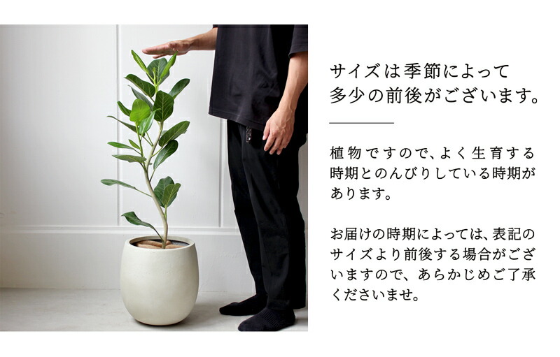 楽天市場】【バルーン鉢カバー：アンティークホワイト】フィカス